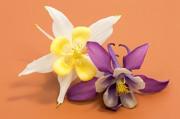 Fototapeta na wymiar Beautiful daisy flowers isolated on background cutout