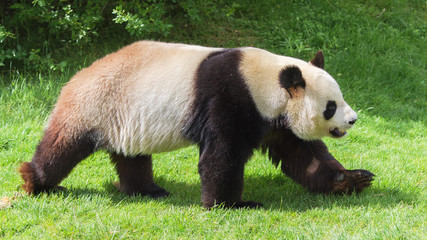 Giant panda walking