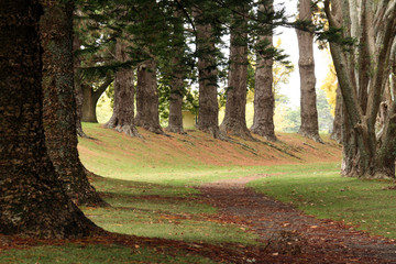 One Tree Hill & Cornwall Park, Aukland,  New Zealand