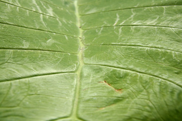 The Domain, Aukland, New Zealand