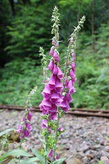 Fingerhut blüht vor Bahnschienen