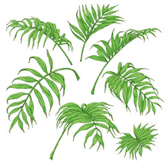 Green Palm Fronds Sketch