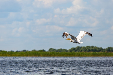 Great white pelican