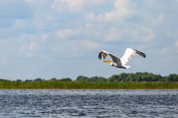 Tuinposter Great white pelican © Ocskay Bence