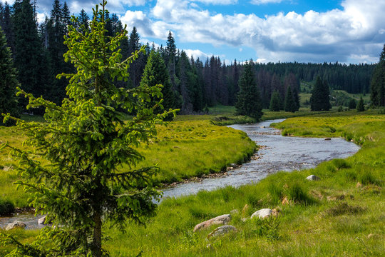 Flusslauf im Nationalpark, Waldbach