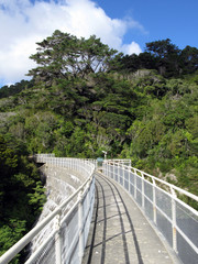 Fototapeta premium Forest - Karori Wildlife Sancutuary - New Zealand