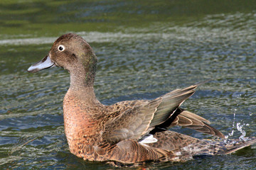 Karori Wildlife Sanctuary, New Zealand