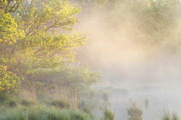 misty morning on wild lake