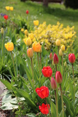 Obraz premium Tulpen blühen im Garten 