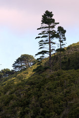 Karori Wildlife Sanctuary, New Zealand