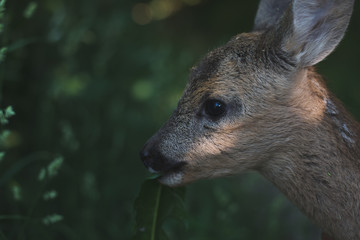Fototapeta premium Close up portrait of roe deer fawn in forest. Young animal concept.