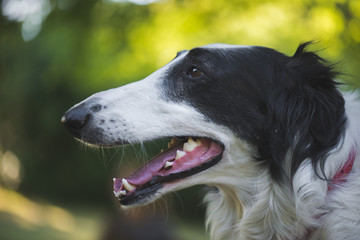Dog profile portrait outdoor, Russian wolfhound dog portrait