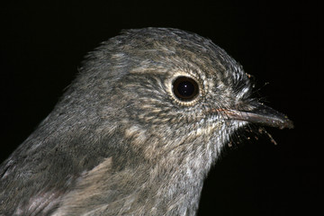 Karori Wildlife Sanctuary, New Zealand