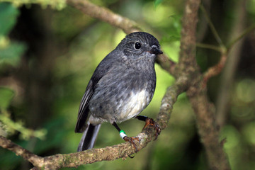 Karori Wildlife Sanctuary, New Zealand