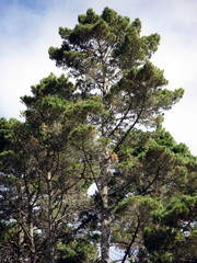 Forest - Karori Wildlife Sancutuary - New Zealand