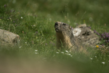 marmotte marmot