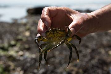 Tidal pool looking for crabs, England