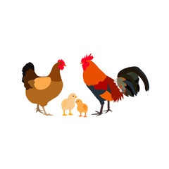chicken rooster white farm family