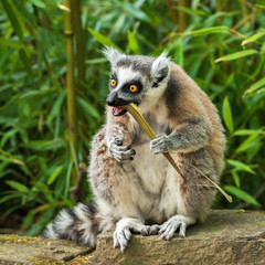 Adult lemur katta eating bamboo