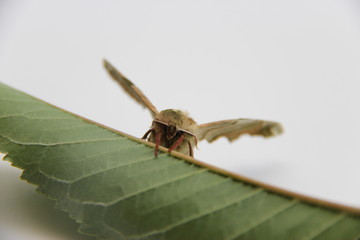 Papillon, le Sphinx du tilleul, militaire