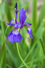 Blue Siberian iris flower closeup on green garden background