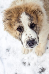 Portrait of three months puppy of Central Asian Shepherd (alabai)