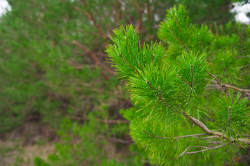 Young pine branch in spring