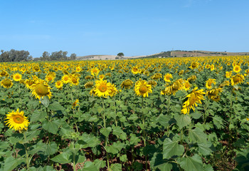 Fields of Sunflowers