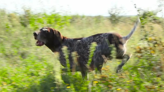 Adult dog kurtshaar runs on the grass