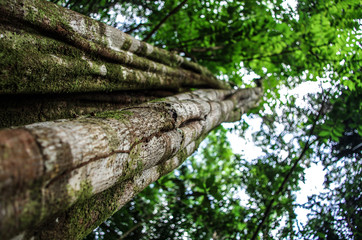 Fototapeta premium Guyane