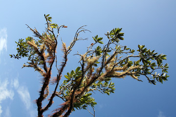 Rangitoto Island, New Zealand