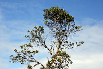 Rangitoto Island, New Zealand