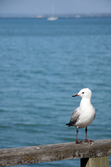 Rangitoto Island, New Zealand
