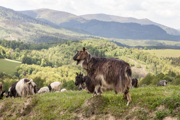 Fototapeta premium Herd of goats in green pasture