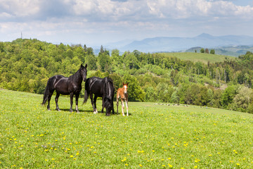 Herd of horses on green pastures