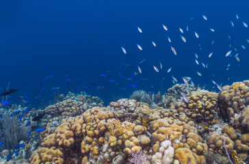 Fototapeta na wymiar coral reef Bonaire