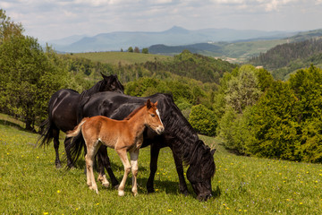 Herd of horses on green pastures