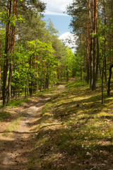Pine-oak forest in summer