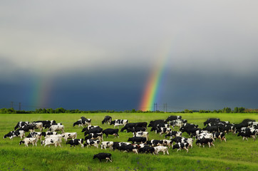  herd of cows peretse on a green summer meadow on sky background with rainbow