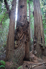Muir Woods National Park