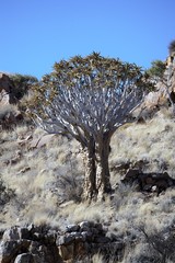 Quiver Tree, Namibia