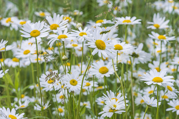white daisy flowers meadow