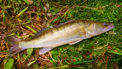 The Zander or Pike-perch -  Sander lucioperca. Fishing catch, harvest of fish pond. Fishes are...