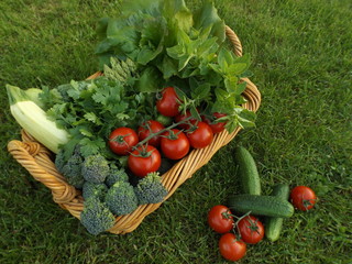 Basket with vegetables and herbs on the lawn in the garden. Zucchini, cucumber, broccoli, asparagus, tomatoes, lettuce, coriander and oregano