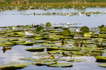 Common tern and water lilies