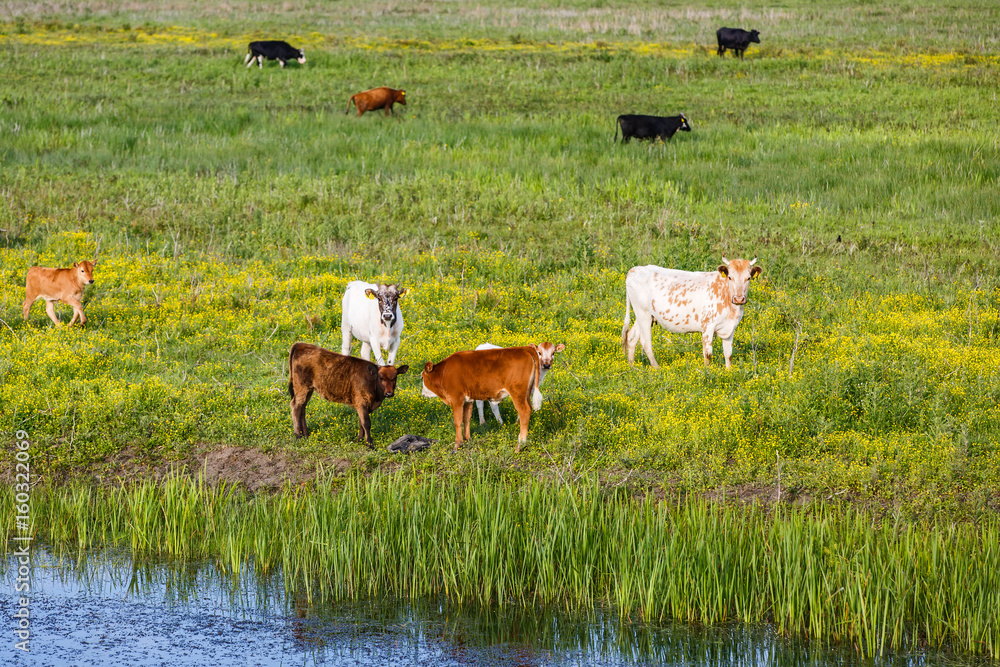 Wall mural cow herd in the meadow