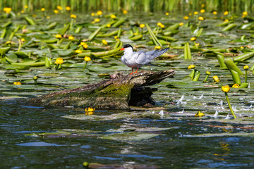 Cute common tern sitting on branch