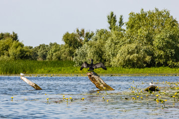 Landscape photo of Danube Delta wildlife