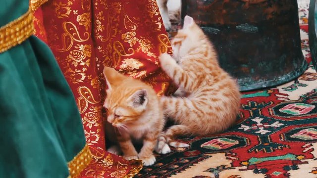 Little red homeless kittens play with each other on the street in Baku,Azerbaijan