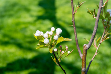 The flower of a cherry tree which blooms on the way. Flowering cherry in the spring, the scent of blossoming apricot.